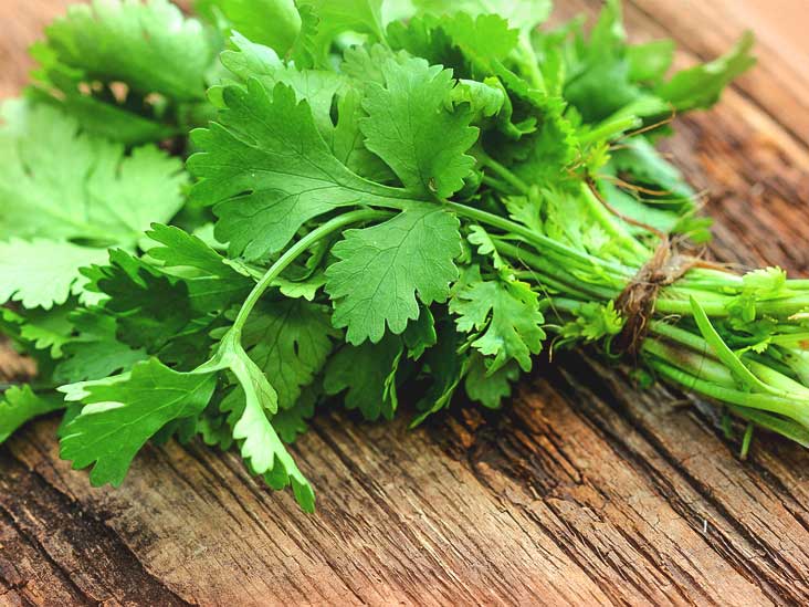 How To Grow Hydroponic Coriander At Home (Guide)