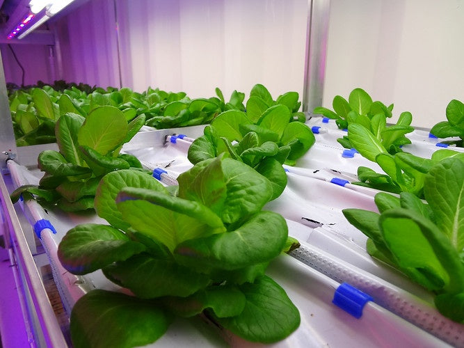 The Ultimate Guide to Hydroponic Systems