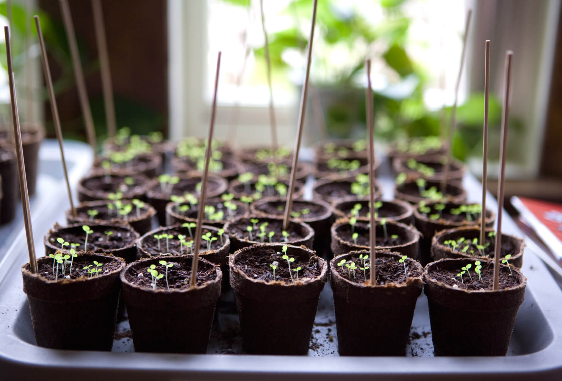 The 17 Best Seeds to Thrive Indoors