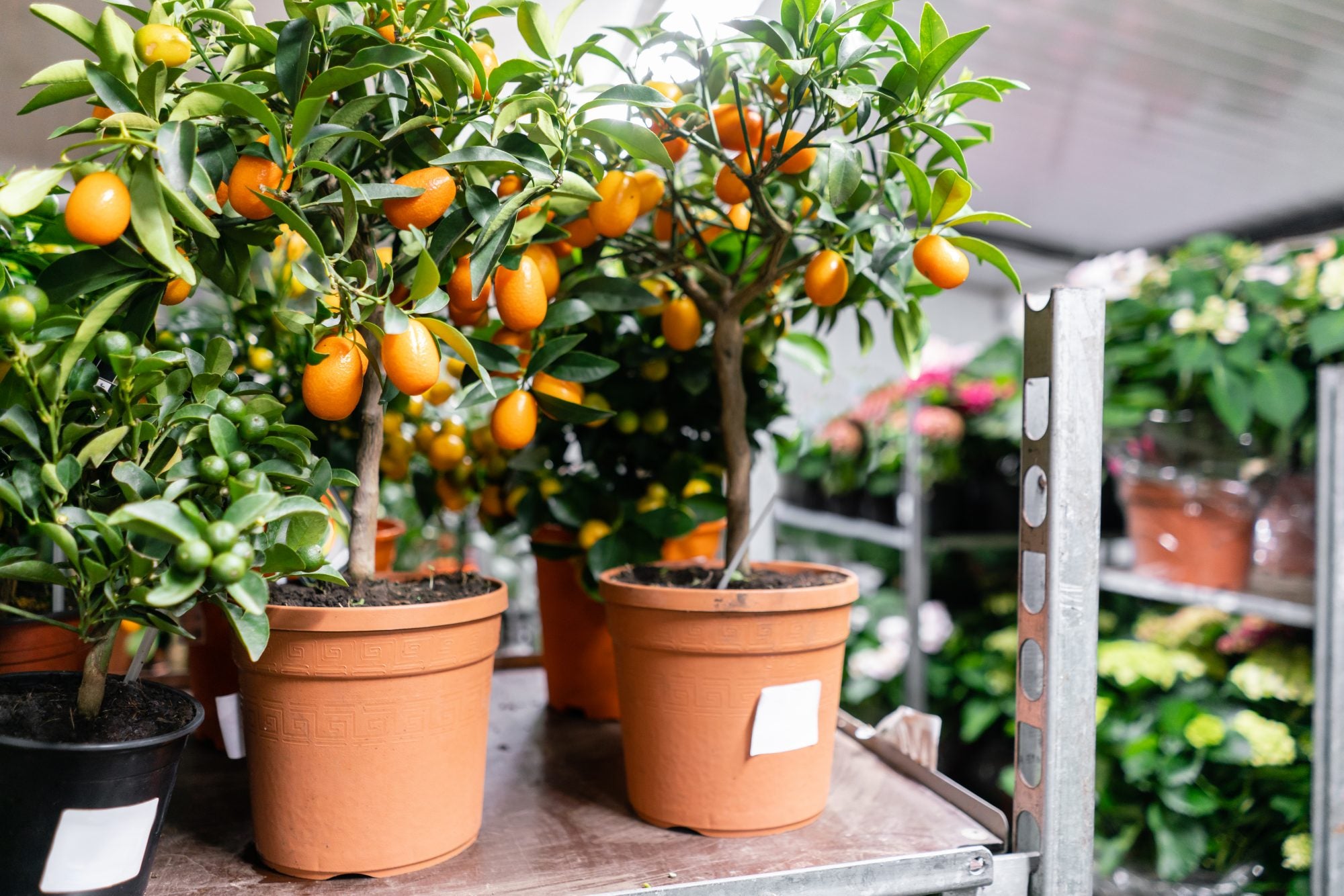 The 20 Easiest Fruits to Grow Indoors